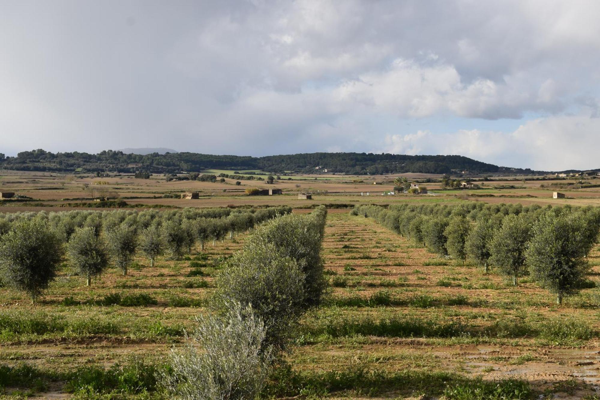 Agroturisme Gossalba Sant Joan Szoba fotó